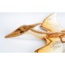 Pteranodon házedlo - barevný